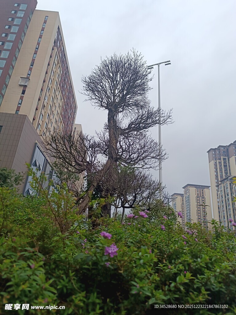 城市中绽放的繁花树木