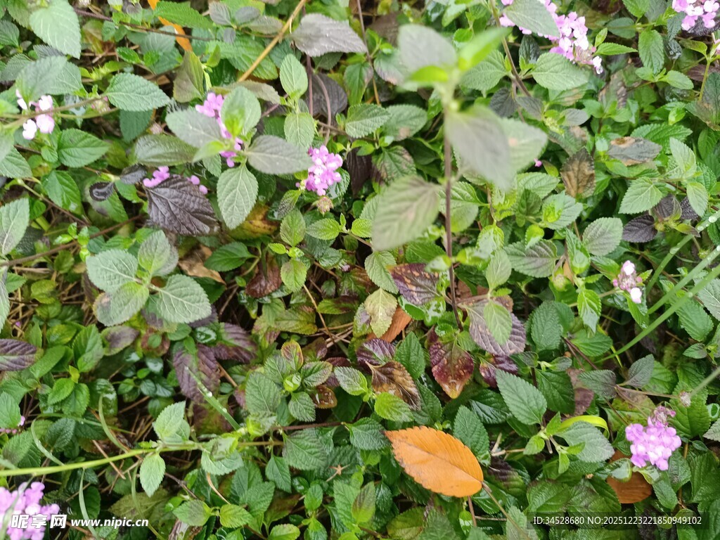 绿叶间点缀的粉色小花