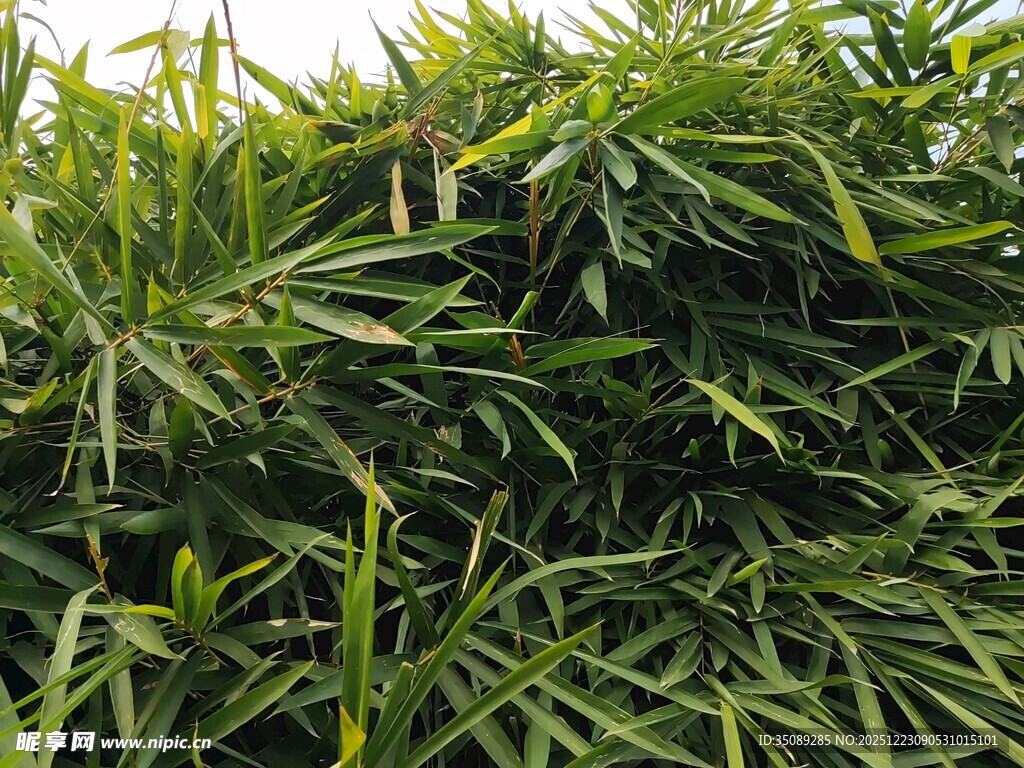 翠绿繁茂的丛生竹子