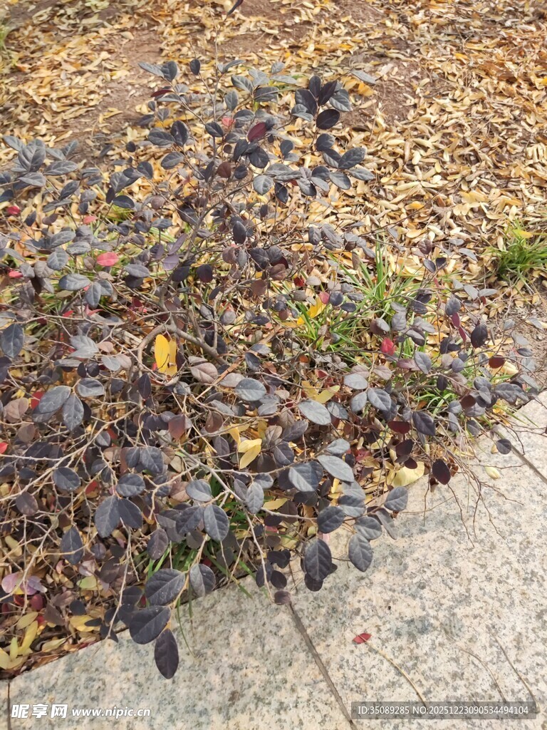地面上的多彩落叶植物