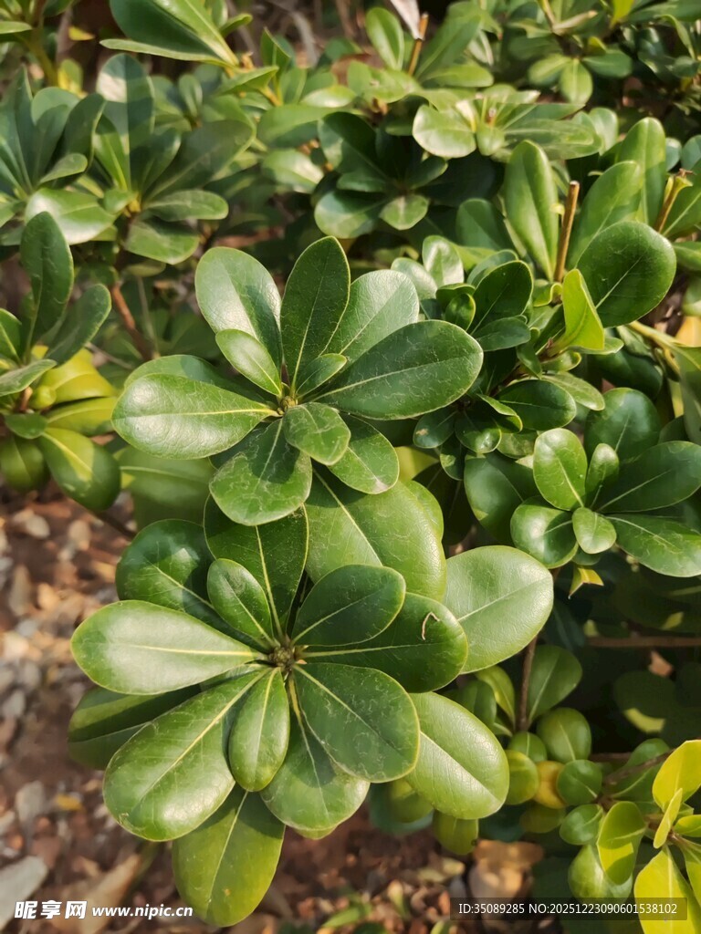 翠绿海桐叶植物景观