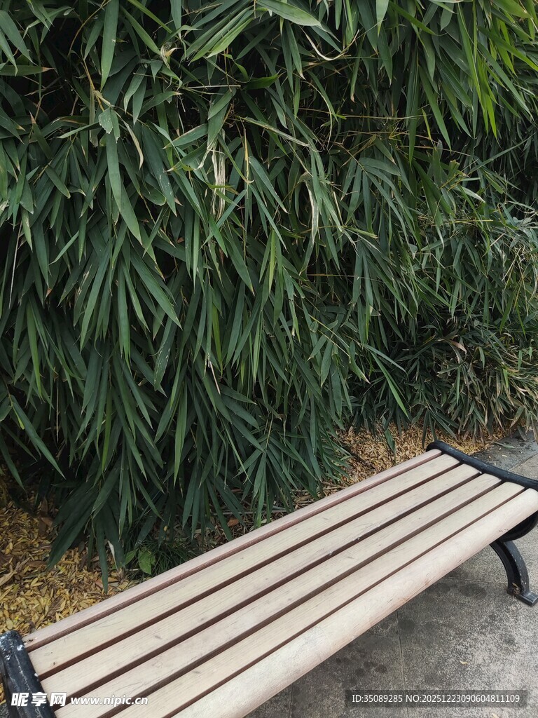 户外长椅旁的葱郁绿植