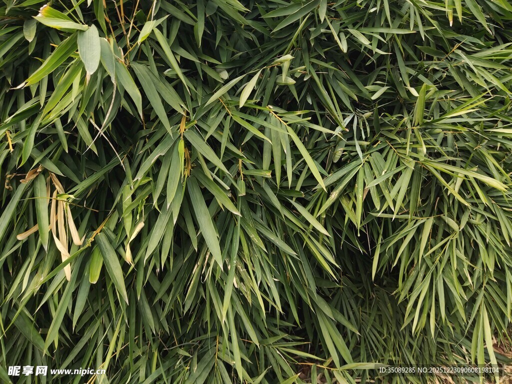 翠绿竹叶尽显自然生机