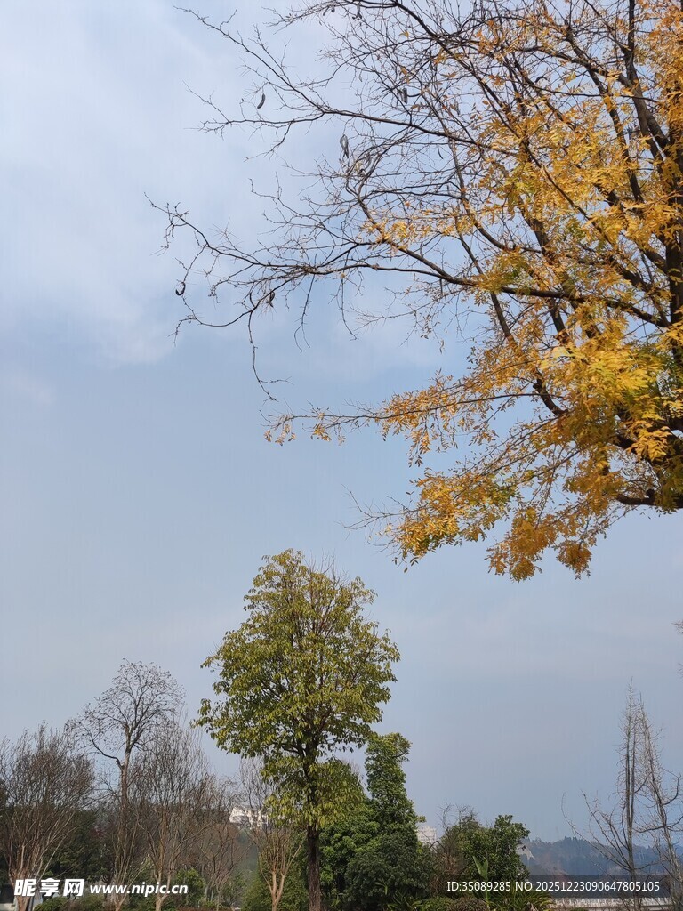 秋日黄叶树木景致