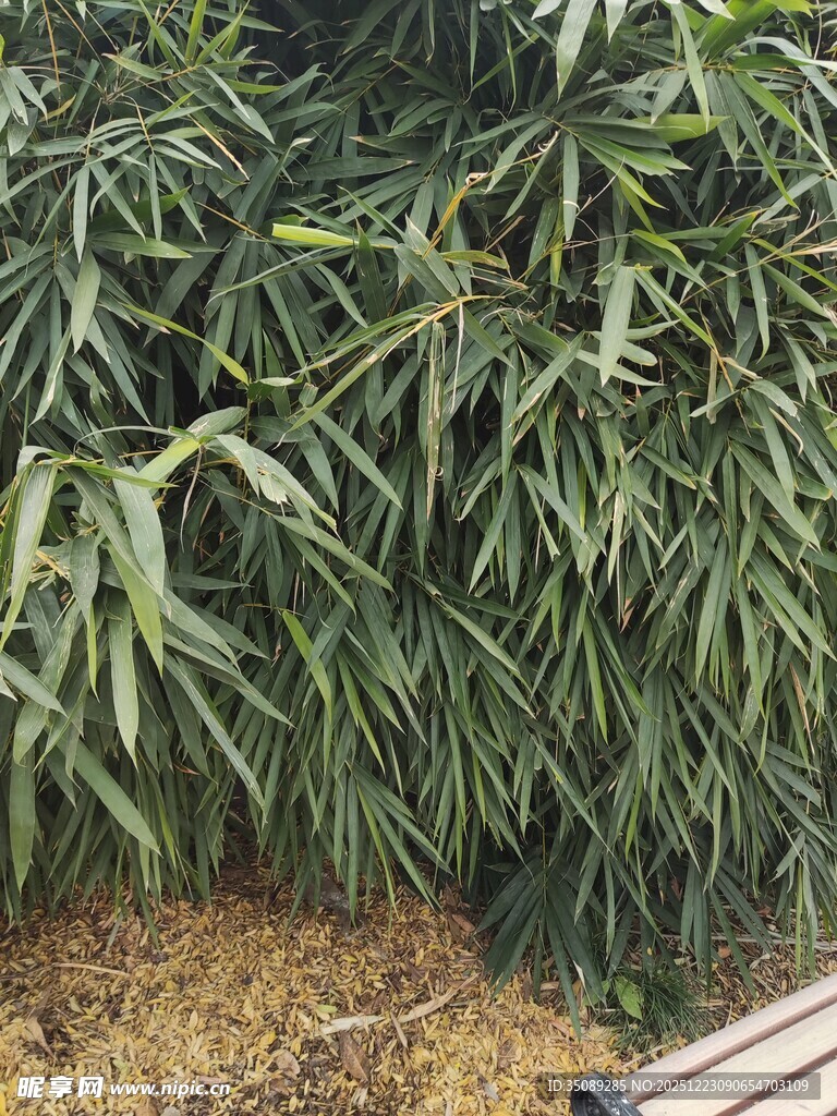 翠绿竹叶与地面枯草景象