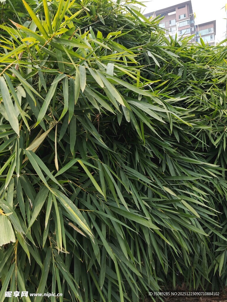 翠绿繁茂的长条状植物