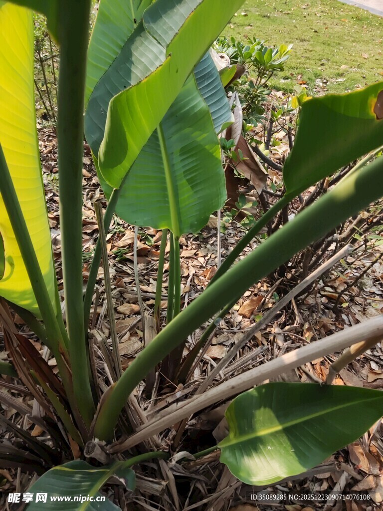 绿叶植物根部特写画面