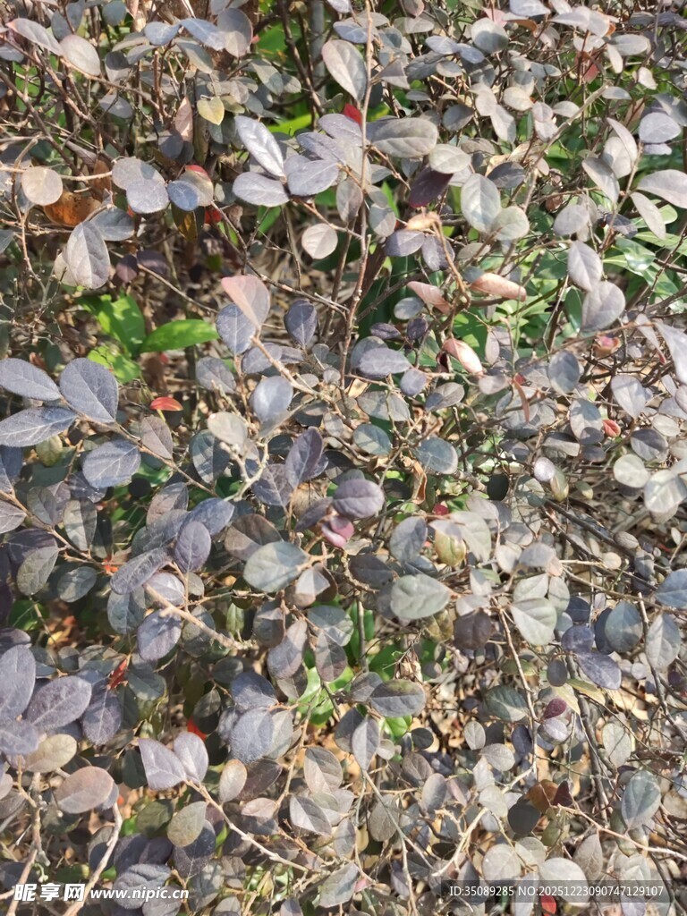 地面上的紫色植物叶片