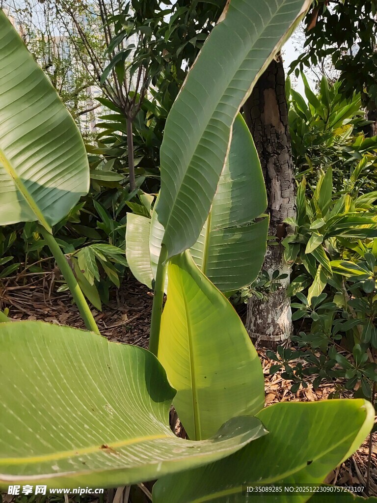 翠绿芭蕉叶尽显自然生机