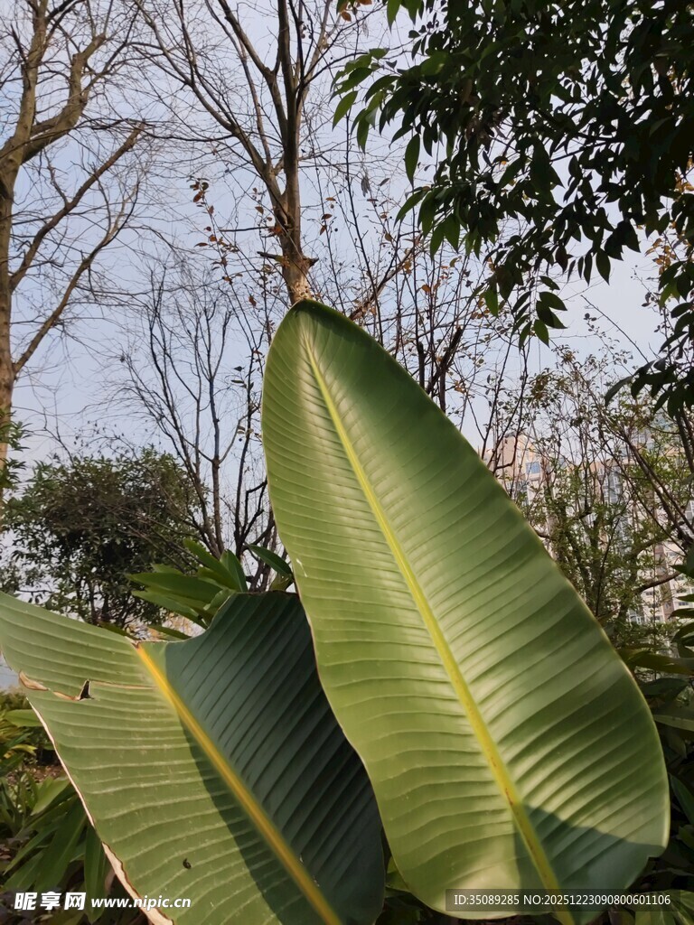宽大翠绿的芭蕉叶