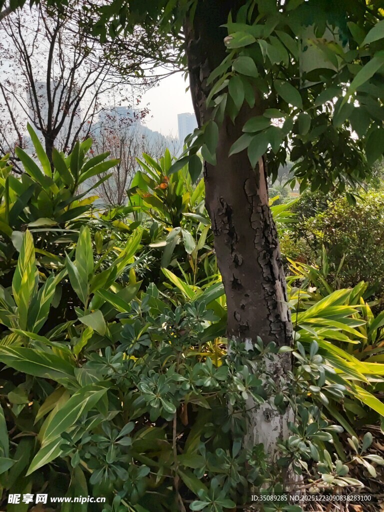 繁茂绿植环绕的树木