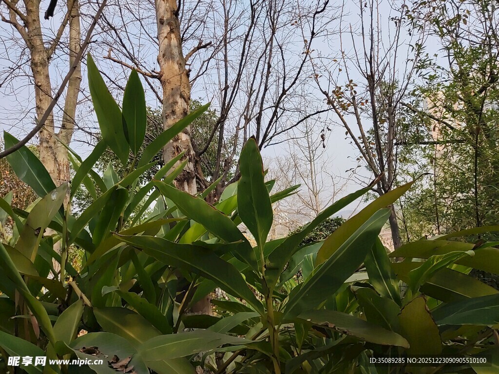 林间绿植与光秃树木景象