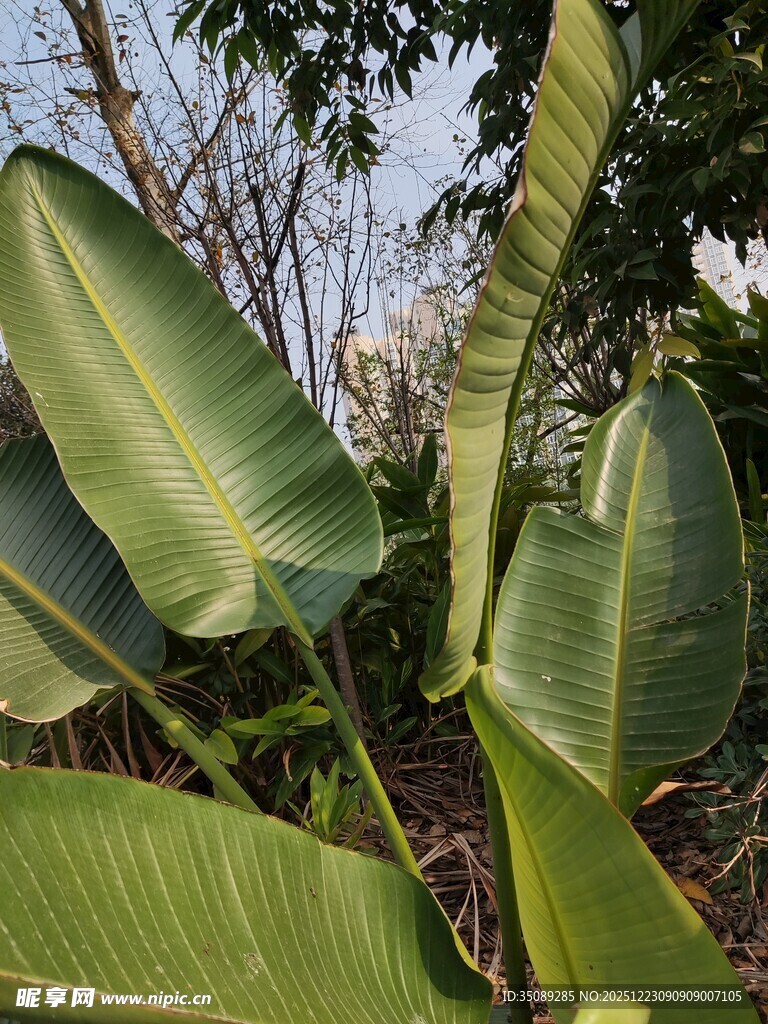 宽大翠绿的热带植物叶片