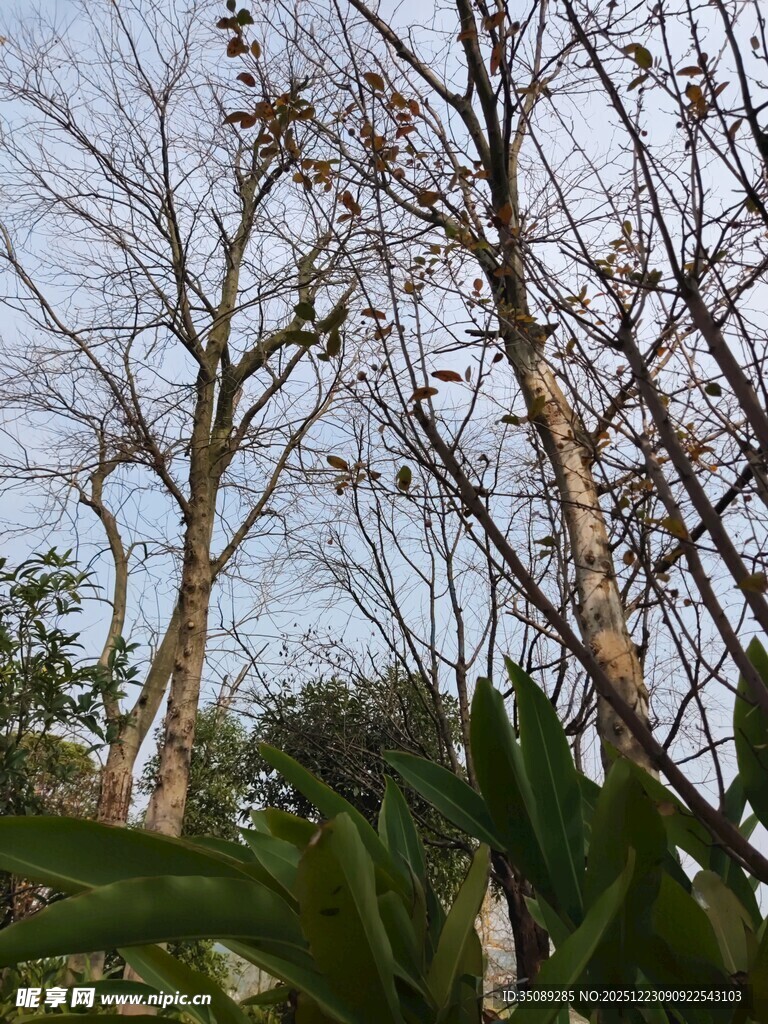 冬日枯树与葱郁绿植相映