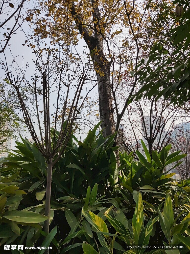 秋日树林中的绿植与树木