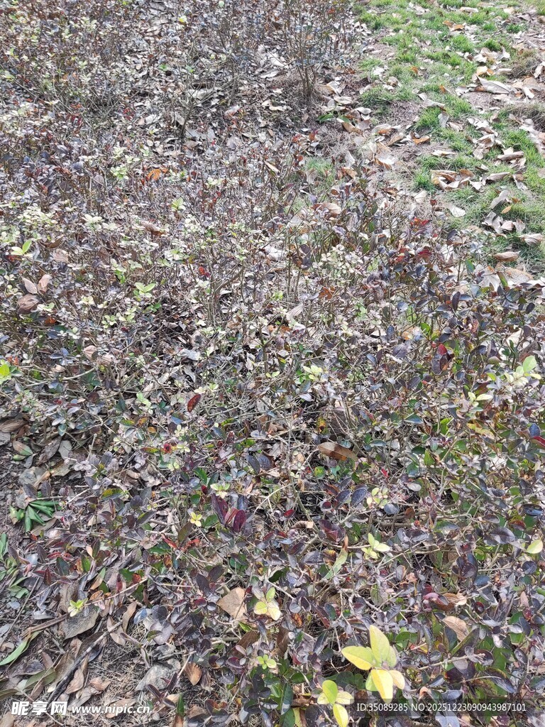 地面落叶景象