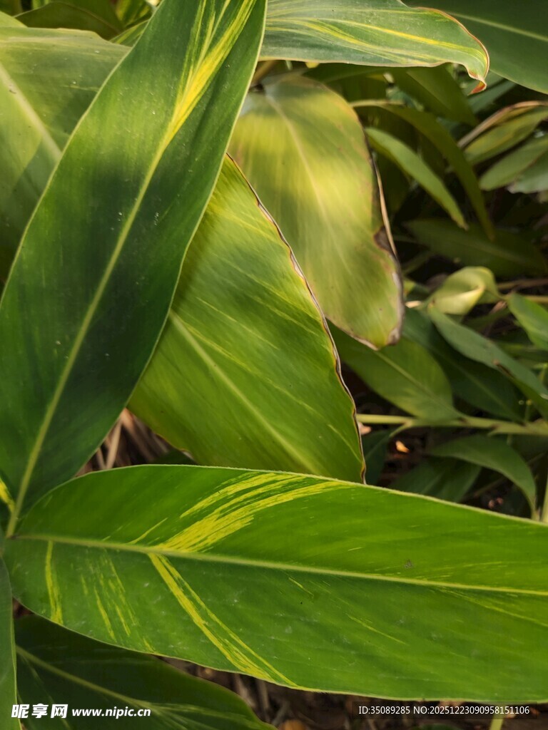 翠绿宽大的热带植物叶片