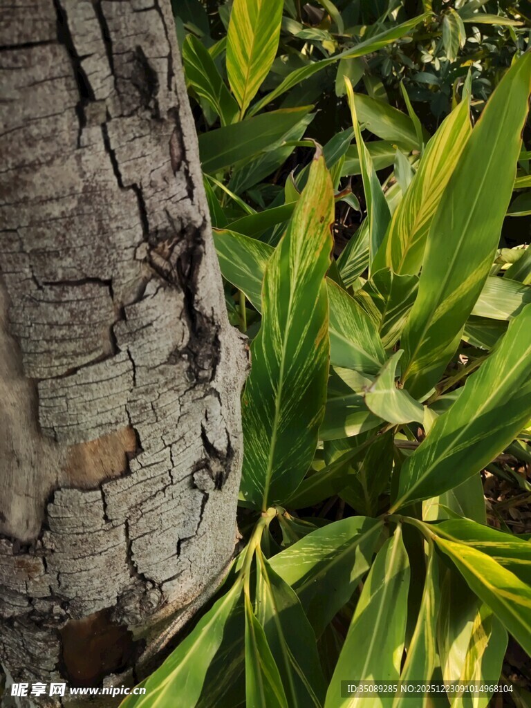 树干旁的翠绿植物