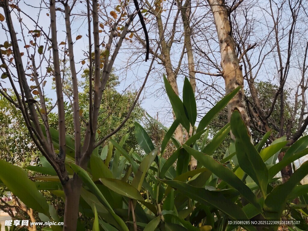 繁茂绿植与枯木景象