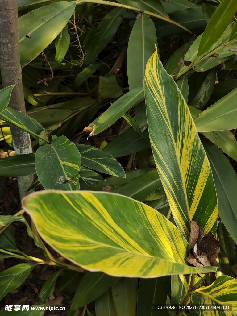 黄绿相间的斑斓叶片