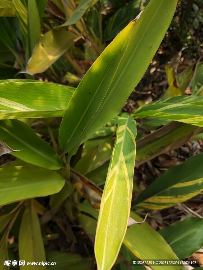 翠绿叶片中的黄色花苞