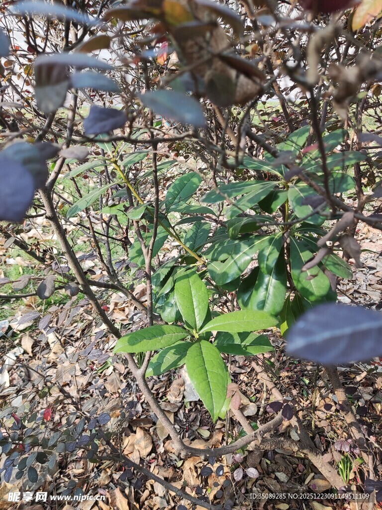 地面绿植与枯枝景象