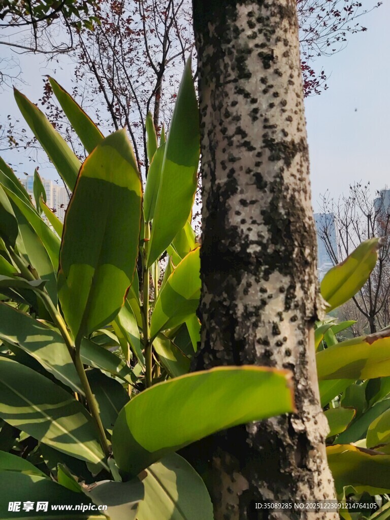 树干旁的翠绿植物