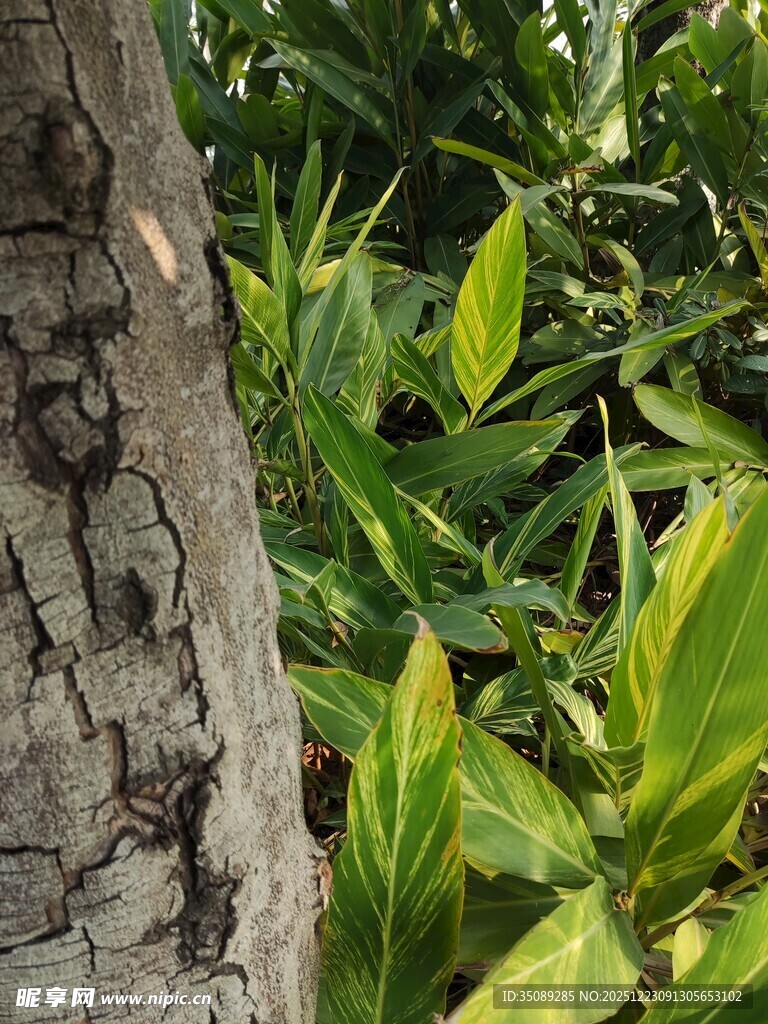 树干旁的翠绿植物