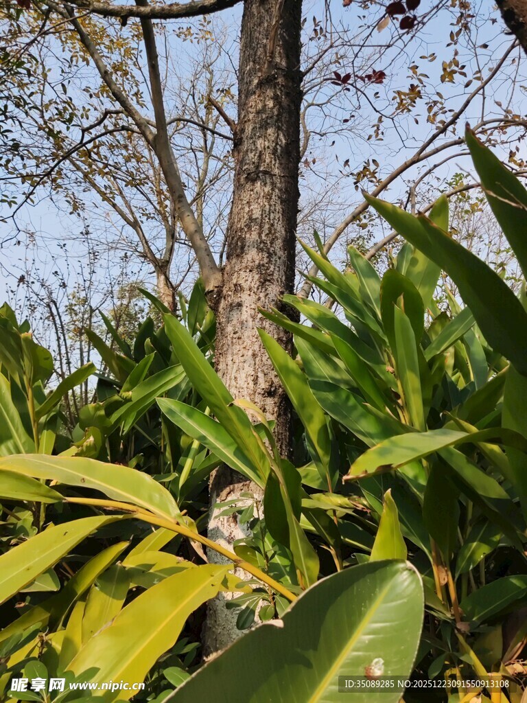 树干旁的繁茂绿植