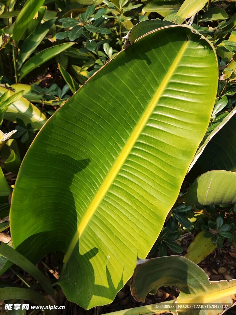 宽大翠绿的香蕉叶