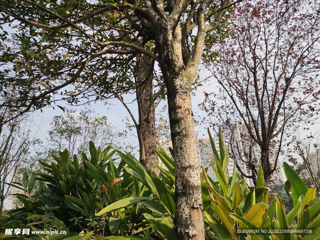 户外树林中的树木与绿植