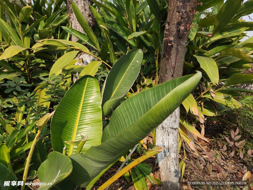 翠绿芭蕉叶