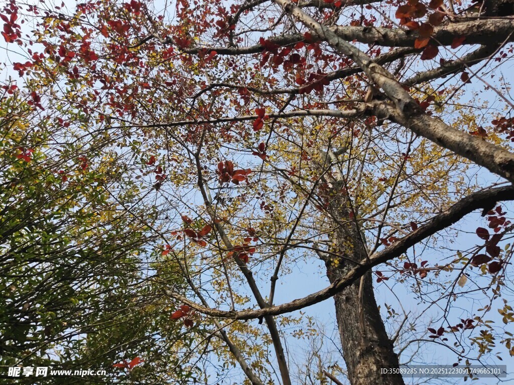 秋日红枫树枝干景致