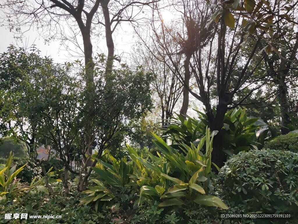 户外繁茂绿植与树木景观