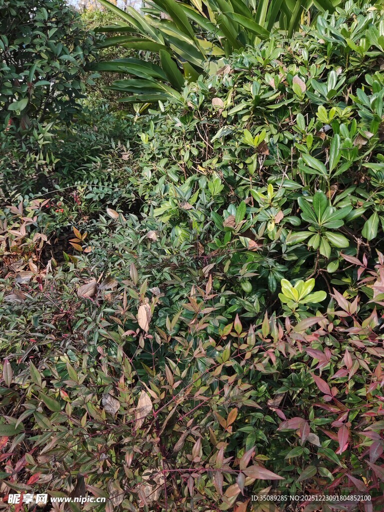 繁茂多样的绿植景观