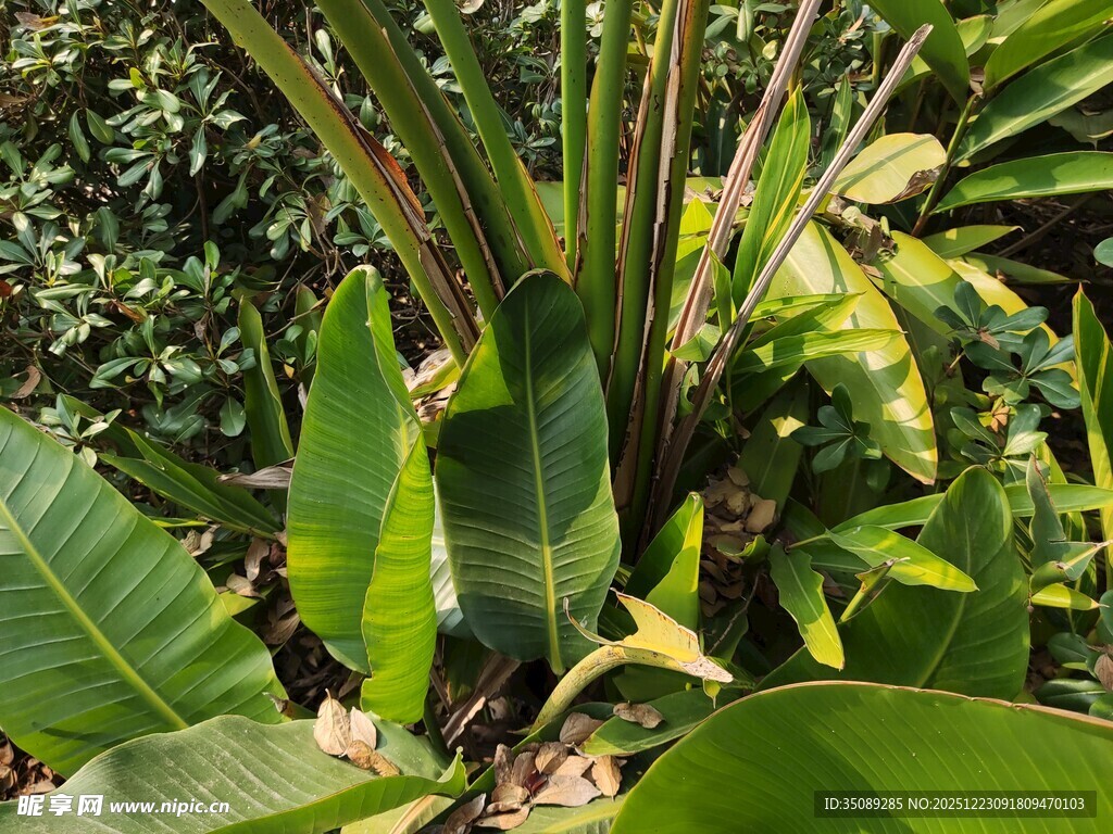 繁茂绿植中的宽大叶片