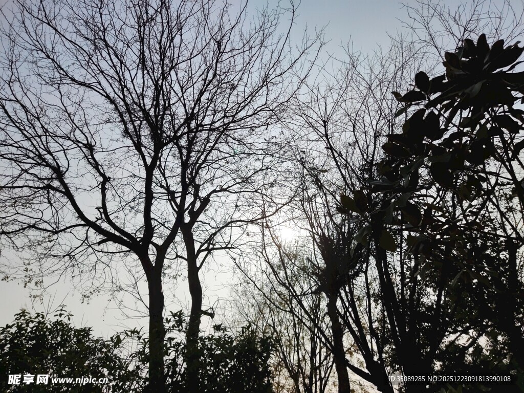 冬日枯树与繁茂植被对比