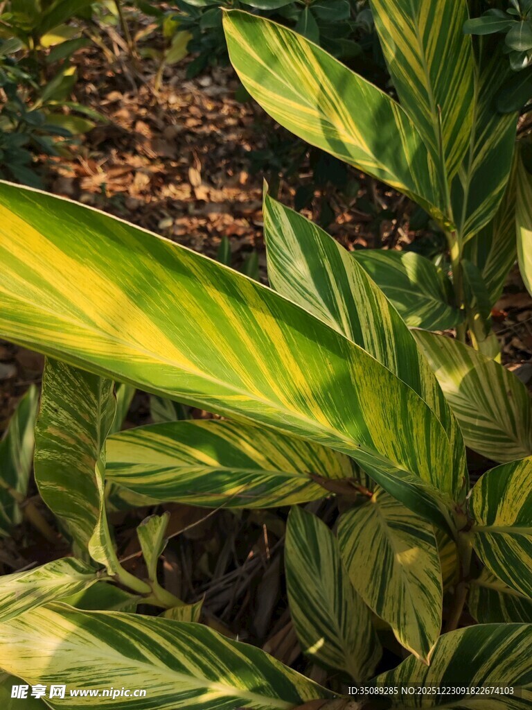 斑斓叶片的热带植物风采