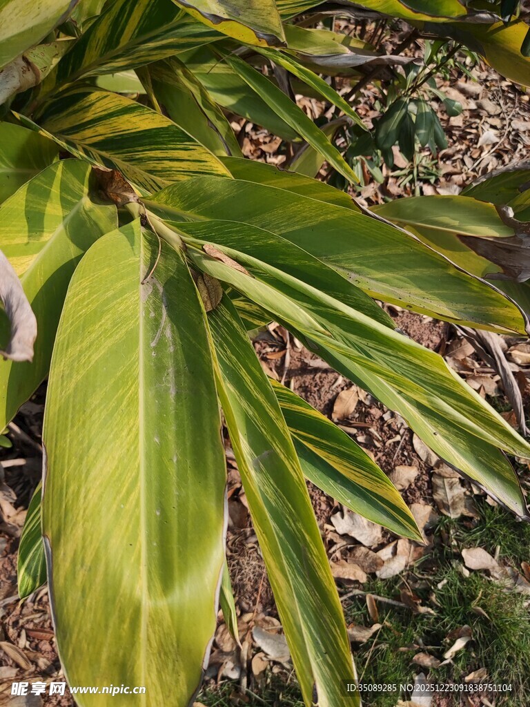 翠绿斑斓的植物叶片特写
