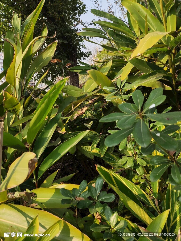 翠绿斑斓的植物景观