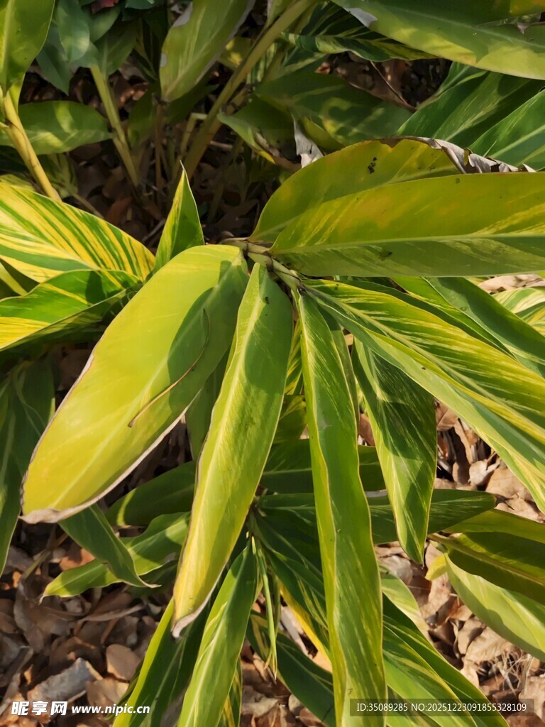 黄绿相间的植物叶片