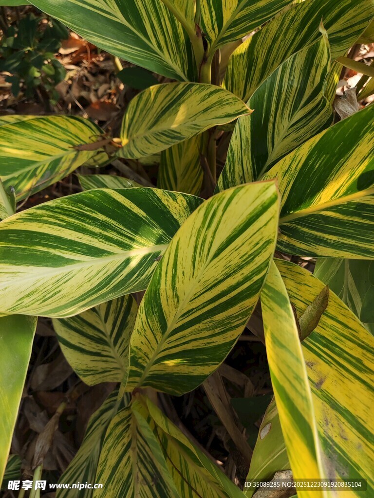 黄绿条纹叶片的植物