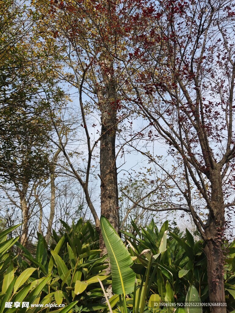 树林中的绿植与树木