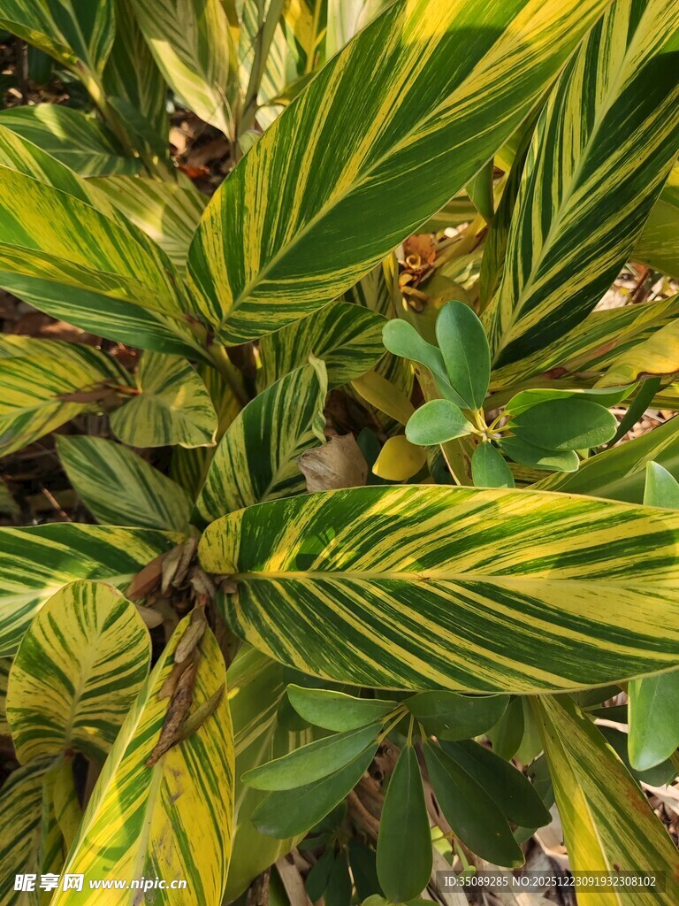 黄绿相间斑斓叶片植物