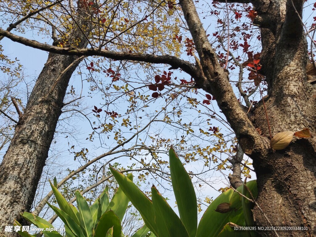 仰视树木与枝叶景观