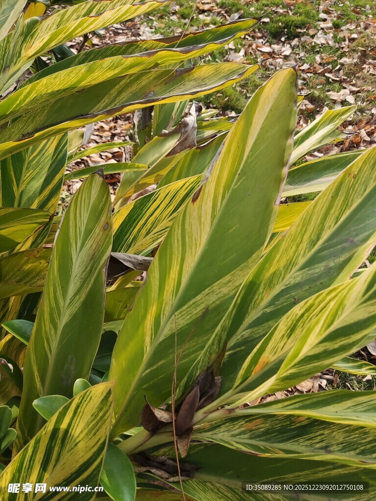 黄绿相间叶片的植物