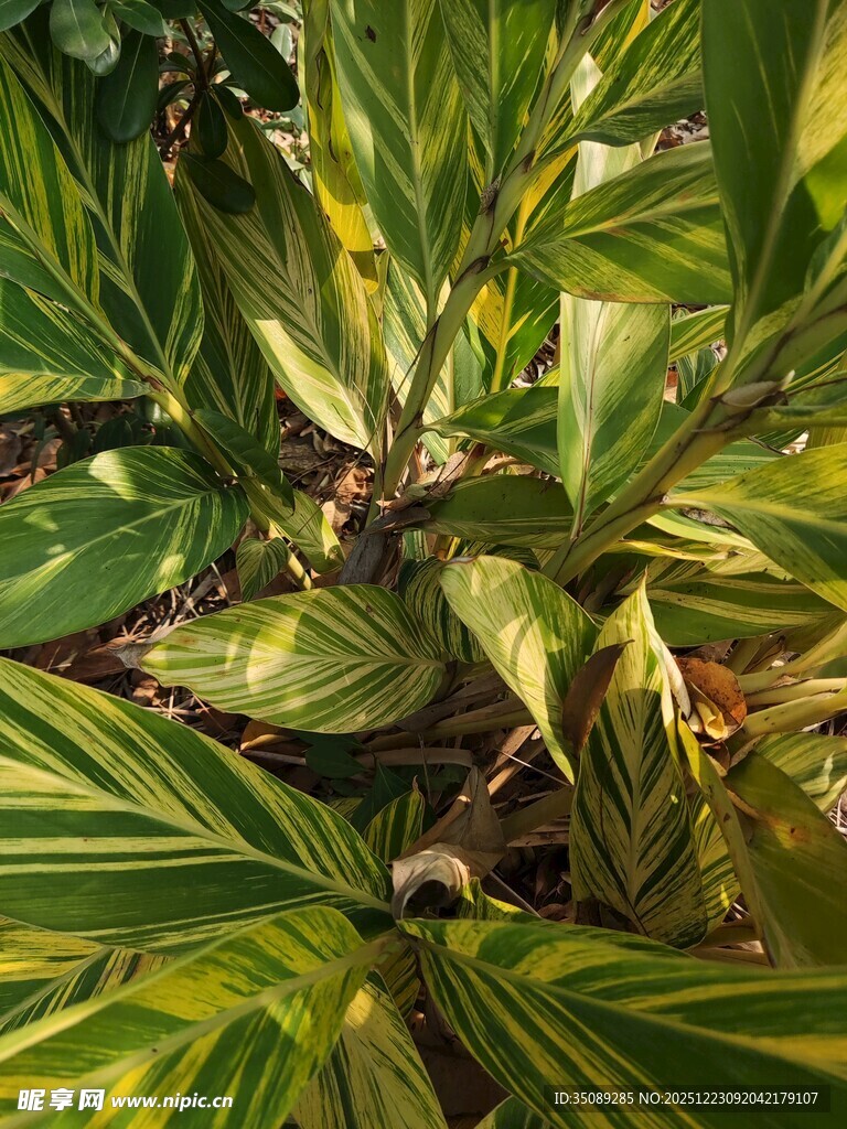 斑斓叶片的绿植特写