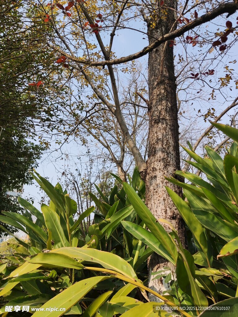 繁茂绿植与树木景观