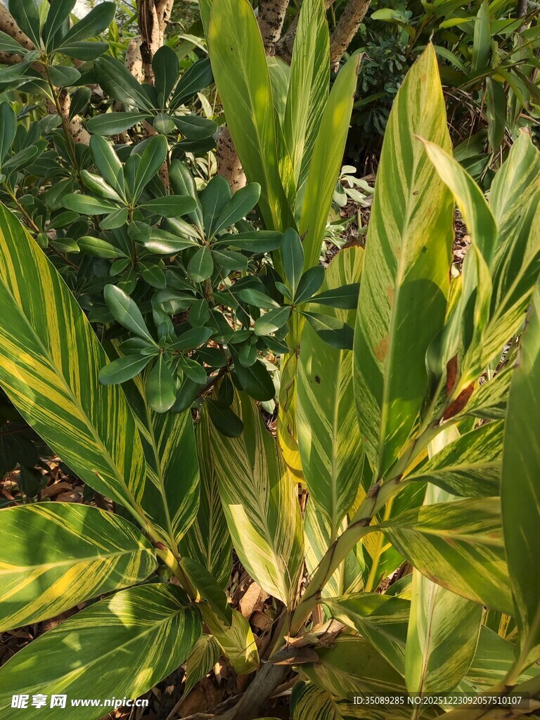 翠绿斑斓的热带植物景观