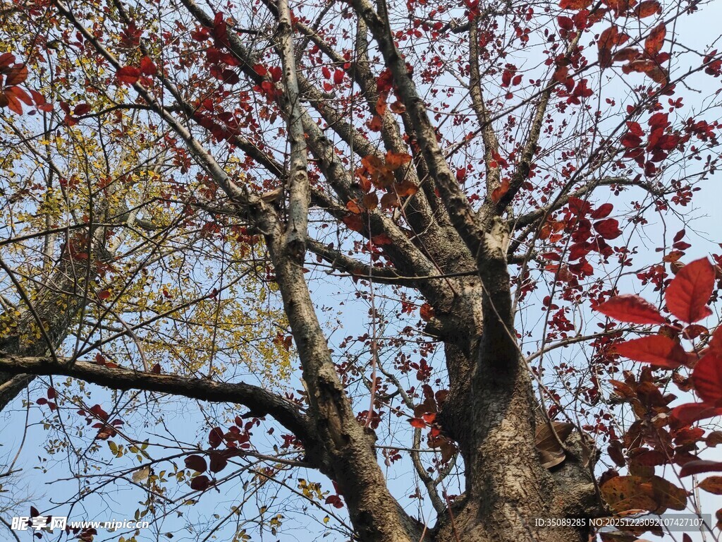 秋日红枫树枝叶美景
